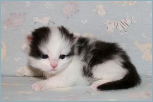 Male Siberian Kitten from Deedlebug Siberians